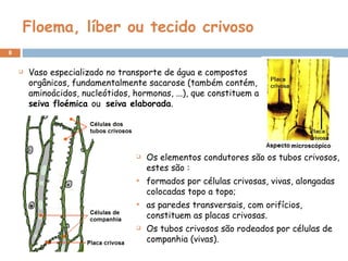 Floema, líber ou tecido crivoso Vaso especializado no transporte de água e compostos orgânicos, fundamentalmente sacarose (também contém,  aminoácidos, nucleótidos, hormonas, ...), que constituem a  seiva floémica  ou  seiva elaborada . Os elementos condutores são os tubos crivosos, estes são : formados por células crivosas, vivas, alongadas colocadas topo a topo; as paredes transversais, com orifícios, constituem as placas crivosas. Os tubos crivosos são rodeados por células de companhia (vivas). 