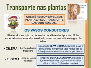 Transporte nas plantas
                 QUEM É RESPONSÁVEL, NAS
                 PLANTAS, PELO TRANSPORTE
                     DAS SUBSTÂNCIAS?



  São tecidos complexos, formados por diferentes tipos de células
especializadas, estendem-se desde as raízes ao caule e chegam às
                             folhas.
                            Transporta SEIVA BRUTA (xilémica): água e
• XILEMA    Lenha ou tecido substâncias inorgânicas (das raízes até às
              traqueano     folhas) – movimento ascendente, por norma.

             Líber ou tecido   Transporta SEIVA ELABORADA (floémica):
• FLOEMA        floémico        água e substâncias orgânicas (das folhas
                                   até aos outros órgãos das plantas).
 
