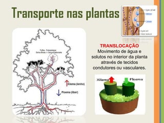 Transporte nas plantas

                    TRANSLOCAÇÃO
                   Movimento de água e
                solutos no interior da planta
                     através de tecidos
                 condutores ou vasculares.
 