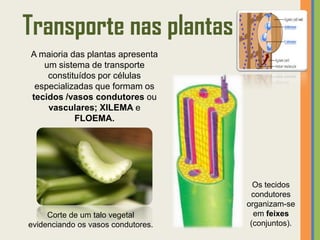 Transporte nas plantas
A maioria das plantas apresenta
   um sistema de transporte
    constituídos por células
 especializadas que formam os
tecidos /vasos condutores ou
    vasculares; XILEMA e
           FLOEMA.




                                      Os tecidos
                                     condutores
                                    organizam-se
     Corte de um talo vegetal         em feixes
evidenciando os vasos condutores.    (conjuntos).
 