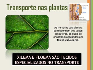Transporte nas plantas

                 As nervuras das plantas
                correspondem aos vasos
                 condutores, os quais se
                encontram agrupados em
                   feixes vasculares.
 