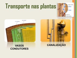 Transporte nas plantas




    VASOS         CANALIZAÇÃO
  CONDUTORES
 
