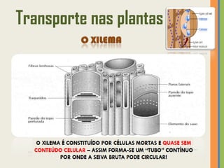 Transporte nas plantas
 