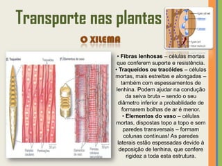Transporte nas plantas
                • Fibras lenhosas – células mortas
                que conferem suporte e resistência.
               • Traqueídos ou tracóides – células
               mortas, mais estreitas e alongadas –
                   também com espessamentos de
                lenhina. Podem ajudar na condução
                      da seiva bruta – sendo o seu
                 diâmetro inferior a probablidade de
                   formarem bolhas de ar é menor.
                    • Elementos do vaso – células
               mortas, dispostas topo a topo e sem
                    paredes transversais – formam
                    colunas contínuas! As paredes
                 laterais estão espessadas devido à
                  deposição de lenhina, que confere
                      rigidez a toda esta estrutura.
 
