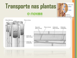 Transporte nas plantas
 
