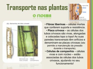 Transporte nas plantas
              • Fibras liberinas – células mortas
             que conferem suporte e resistência.
                • Placa crivosa – as células dos
             tubos crivosos são vivas, alongadas
               e colocadas topo a topo! As suas
             paredes transversais têm orifícios e
              denominam-se placas crivosas (isto
               permite a manutenção da pressão
                     durante o transporte).
             • Células de companhia – células
                 vivas e com núcleo – estão
               associadas às células dos tubos
                  crivosos, ajudando no seu
                        funcionamento!
 