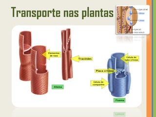 Transporte nas plantas
 