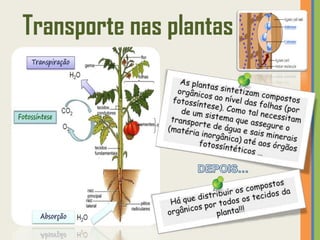 Transporte nas plantas
 