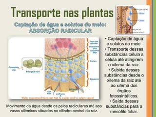 Transporte nas plantas
                                                       • Captação de água
                                                        e solutos do meio.
                                                       • Transporte dessas
                                                       substâncias célula a
                                                       célula até atingirem
                                                          o xilema da raiz.
                                                          • Subida dessas
                                                       substâncias desde o
                                                         xilema da raiz até
                                                            ao xilema dos
                                                                órgãos
                                                           fotossintéticos.
                                                           • Saída dessas
Movimento da água desde os pelos radiculares até aos substâncias para o
 vasos xilémicos situados no cilindro central da raiz.     mesófilo foliar.
 