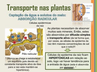 Transporte nas plantas
                      Células epidérmicas
                            da raiz
                                      As plantas necessitam de absorver
                                      muitos sais minerais, Então, estes
                                     são absorvidos por difusão simples
                                      e transporte ativo (de tal forma que,
                                       por vezes, as células da epiderme da
                                      raiz têm maiores concentrações de sal
                                                   que o solo)!!!

                Pêlo radicular       Células da epiderme da raiz ficam
 * (Nunca se chega a estabelecer      HIPERTÓNICAS em relação ao
    um equilíbrio pois devido ao     solo, logo vai haver tendência para
constante transporte ativo de iões   a entrada de água (esta é absorvida
    para a raiz esta mantém-se                  por osmose). *
            hipertónica).
 