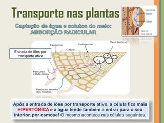 Transporte nas plantas

Entrada de iões por
 transporte ativo




Após a entrada de iões por transporte ativo, a célula fica mais
  HIPERTÓNICA e a água tende também a entrar para o seu
interior, por osmose! O mesmo acontece nas células seguintes.
 