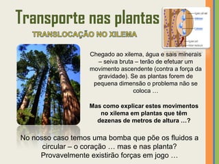 Transporte nas plantas
                   Chegado ao xilema, água e sais minerais
                     – seiva bruta – terão de efetuar um
                   movimento ascendente (contra a força da
                     gravidade). Se as plantas forem de
                    pequena dimensão o problema não se
                                  coloca …

                   Mas como explicar estes movimentos
                      no xilema em plantas que têm
                     dezenas de metros de altura …?

No nosso caso temos uma bomba que põe os fluidos a
      circular – o coração … mas e nas planta?
     Provavelmente existirão forças em jogo …
 