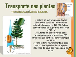 Transporte nas plantas
              Estima-se que uma única árvore
               adulta com cerca de 15 metros de
             altura tenha cerca de 177 000 folhas,
            com uma área de superfície foliar total
                           de 675 m2.
                 Durante um dia de Verão, essa
               árvore perde para a atmosfera 220
           litros de água por hora, por evaporação
                           nas folhas.
              Para evitar o murchamento, a cada
              hora o xilema precisa de transportar
             220 litros de água das raízes para as
                             folhas.
 