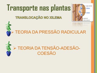 Transporte nas plantas

  TEORIA DA PRESSÃO RADICULAR



   TEORIA DA TENSÃO-ADESÃO-
            COESÃO
 