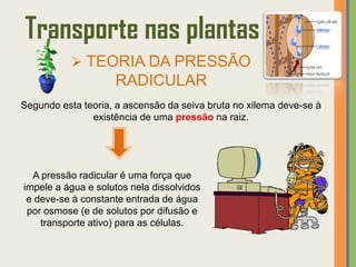 Transporte nas plantas
            TEORIA DA PRESSÃO
                    RADICULAR
Segundo esta teoria, a ascensão da seiva bruta no xilema deve-se à
               existência de uma pressão na raiz.




  A pressão radicular é uma força que
impele a água e solutos nela dissolvidos
 e deve-se à constante entrada de água
 por osmose (e de solutos por difusão e
    transporte ativo) para as células.
 