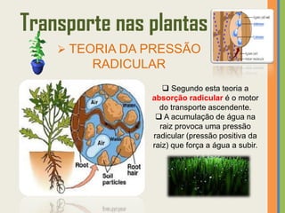 Transporte nas plantas
     TEORIA DA PRESSÃO
        RADICULAR
                    Segundo esta teoria a
                absorção radicular é o motor
                  do transporte ascendente.
                  A acumulação de água na
                  raiz provoca uma pressão
                radicular (pressão positiva da
                raiz) que força a água a subir.
 