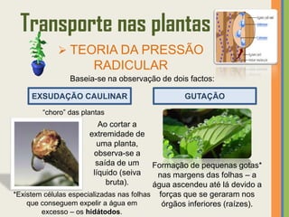 Transporte nas plantas
             TEORIA DA PRESSÃO
                       RADICULAR
                Baseia-se na observação de dois factos:

     EXSUDAÇÃO CAULINAR                         GUTAÇÃO
        “choro” das plantas
                          Ao cortar a
                       extremidade de
                          uma planta,
                         observa-se a
                         saída de um      Formação de pequenas gotas*
                        líquido (seiva     nas margens das folhas – a
                            bruta).       água ascendeu até lá devido a
*Existem células especializadas nas folhas forças que se geraram nos
    que conseguem expelir a água em         órgãos inferiores (raízes).
        excesso – os hidátodos.
 