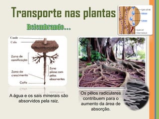 Transporte nas plantas




                                Os pêlos radiculares
A água e os sais minerais são
                                 contribuem para o
    absorvidos pela raiz.
                                aumento da área de
                                     absorção.
 