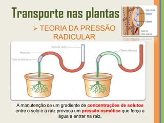 Transporte nas plantas
         TEORIA DA PRESSÃO
                 RADICULAR




A manutenção de um gradiente de concentrações de solutos
entre o solo e a raiz provoca um pressão osmótica que força a
                       água a entrar na raiz.
 