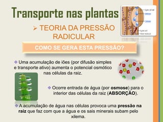 Transporte nas plantas
          TEORIA DA PRESSÃO
                   RADICULAR
          COMO SE GERA ESTA PRESSÃO?

   Uma acumulação de iões (por difusão simples
e transporte ativo) aumenta o potencial osmótico
               nas células da raiz.


                  Ocorre entrada de água (por osmose) para o
                  interior das células da raiz (ABSORÇÃO).

  A acumulação de água nas células provoca uma pressão na
  raiz que faz com que a água e os sais minerais subam pelo
                           xilema.
 