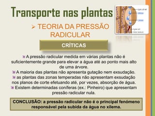Transporte nas plantas
           TEORIA DA PRESSÃO
                   RADICULAR
                         CRÍTICAS

        A pressão radicular medida em várias plantas não é
suficientemente grande para elevar a água até ao ponto mais alto
                         de uma árvore.
  A maioria das plantas não apresenta gutação nem exsudação.
   as plantas das zonas temperadas não apresentam exsudação
nos planos de corte efetuando até, por vezes, absorção de água.
  Existem determinadas coníferas (ex.: Pinheiro) que apresentam
                     pressão radicular nula.

CONCLUSÃO: a pressão radicular não é o principal fenómeno
      responsável pela subida da água no xilema.
 