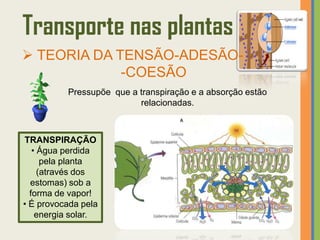 Transporte nas plantas
 TEORIA DA TENSÃO-ADESÃO-
             -COESÃO
          Pressupõe que a transpiração e a absorção estão
                          relacionadas.



TRANSPIRAÇÃO
   • Água perdida
      pela planta
     (através dos
  estomas) sob a
  forma de vapor!
• É provocada pela
    energia solar.
 