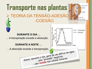 Transporte nas plantas
 TEORIA DA TENSÃO-ADESÃO-
             -COESÃO


         DURANTE O DIA …
… A transpiração excede a absorção.

       DURANTE A NOITE …
…A absorção excede a transpiração.
 
