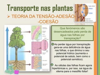 Transporte nas plantas
 TEORIA DA TENSÃO-ADESÃO-
             -COESÃO
                      Que fenómenos são
                  desencadeados pela perda de
                      água nas folhas por
                         transpiração?

                 1 Ao perder água por transpiração
                  gera-se uma deficiência de água
                    nas folhas, o que diminui o seu
                     potencial hídrico (aumenta o
                   potencial de soluto, bem como o
                          potencial osmótico).

                2 As células das folhas ficam agora
                hipertónicas e, por isso, sai água do
                    xilema para o mesófilo foliar!
 