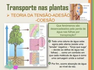 Transporte nas plantas
 TEORIA DA TENSÃO-ADESÃO-
             -COESÃO
                      Que fenómenos são
                  desencadeados pela perda de
                      água nas folhas por
                         transpiração?

                3 Toda uma coluna de água sobe
                    agora pelo xilema (existe uma
                “tensão” negativa – “força que suga”
                   – devido ao défice de água nas
                  folhas) … como um combóio em
                que cada molécula de água é como
                   uma carruagem unida a outras!

                 4 Por fim, ocorre absorção de água
                           ao nível da raiz.
 