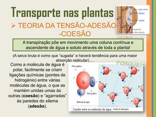 Transporte nas plantas
  TEORIA DA TENSÃO-ADESÃO-
              -COESÃO
       A transpiração põe em movimento uma coluna contínua e
        ascendente de água e soluto através de toda a planta!
  (A seiva bruta é como que “sugada” e haverá tendência para uma maior
                          absorção radicular) …
 Como a molécula de água é
   polar, facilmente se criam
ligações químicas (pontes de
    hidrogénio) entre várias
 moléculas de água, o que as
   mantém unidas umas às
outras (coesão) e “agarradas”
     às paredes do xilema
            (adesão).
 
