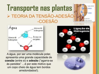 Transporte nas plantas
  TEORIA DA TENSÃO-ADESÃO-
              -COESÃO




  A água, por ser uma molécula polar,
 apresenta uma grande capacidade de
coesão (entre si) e adesão (“agarra-se
  às paredes” …é por este motivo que
  um copo cheio de água tem bordos
           arredondados!).
 