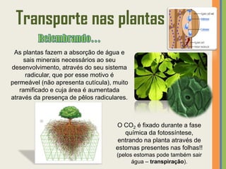 Transporte nas plantas
 As plantas fazem a absorção de água e
    sais minerais necessários ao seu
desenvolvimento, através do seu sistema
     radicular, que por esse motivo é
permeável (não apresenta cutícula), muito
   ramificado e cuja área é aumentada
através da presença de pêlos radiculares.



                                    O CO2 é fixado durante a fase
                                       química da fotossíntese,
                                     entrando na planta através de
                                    estomas presentes nas folhas!!
                                     (pelos estomas pode também sair
                                           água – transpiração).
 