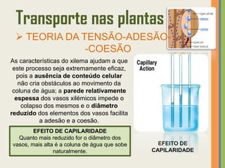 Transporte nas plantas
  TEORIA DA TENSÃO-ADESÃO-
              -COESÃO
As características do xilema ajudam a que
 este processo seja extremamente eficaz,
  pois a ausência de conteúdo celular
   não cria obstáculos ao movimento da
 coluna de água; a parede relativamente
  espessa dos vasos xilémicos impede o
    colapso dos mesmos e o diâmetro
reduzido dos elementos dos vasos facilita
           a adesão e a coesão.
        EFEITO DE CAPILARIDADE
  Quanto mais reduzido for o diâmetro dos
vasos, mais alta é a coluna de água que sobe     EFEITO DE
                naturalmente.                  CAPILARIDADE
 