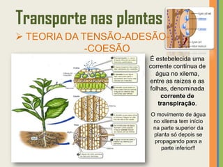 Transporte nas plantas
 TEORIA DA TENSÃO-ADESÃO-
             -COESÃO
                      É estebelecida uma
                      corrente contínua de
                        água no xilema,
                      entre as raízes e as
                      folhas, denominada
                          corrente de
                         transpiração.
                      O movimento de água
                       no xilema tem início
                       na parte superior da
                       planta só depois se
                       propagando para a
                          parte inferior!!
 