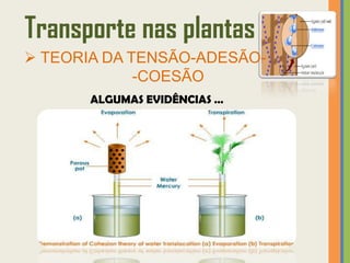 Transporte nas plantas
 TEORIA DA TENSÃO-ADESÃO-
             -COESÃO
       ALGUMAS EVIDÊNCIAS …
 
