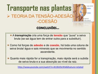 Transporte nas plantas
 TEORIA DA TENSÃO-ADESÃO-
             -COESÃO
                       CONCLUSÕES…

   A transpiração cria uma força de tensão que “puxa” a seiva
    bruta (se sai água tem de entrar outra para a substituir).

 Como há forças de adesão e de coesão, há toda uma coluna de
 seiva bruta/ água e sais minerais que se movimenta no sentido
                           ascendente.

 Quanto mais rápida for a transpiração, mais rápida será a subida
       de seiva bruta e a sua absorção ao nível da raiz.
       http://www.youtube.com/watch?v=At1BJJDcXhk&feature=related
 