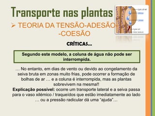 Transporte nas plantas
 TEORIA DA TENSÃO-ADESÃO-
             -COESÃO
                           CRÍTICAS…
    Segundo este modelo, a coluna de água não pode ser
                     interrompida.

 … No entanto, em dias de vento ou devido ao congelamento da
  seiva bruta em zonas muito frias, pode ocorrer a formação de
    bolhas de ar … e a coluna é interrompida, mas as plantas
                      sobrevivem na mesma!!
Explicação possível: ocorre um transporte lateral e a seiva passa
para o vaso xilémico / traqueídos que estão imediatamente ao lado
           … ou a pressão radicular dá uma “ajuda”…
 