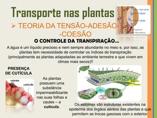 Transporte nas plantas
   TEORIA DA TENSÃO-ADESÃO-
               -COESÃO
              O CONTROLE DA TRANSPIRAÇÃO…
A água é um líquido precioso e nem sempre abundante no meio e, por isso, as
       plantas tem necessidade de controlar os índices de transpiração
(principalmente as plantas adapatadas ao ambiente terrestre e que vivem em
                            climas mais secos)!!
 PRESENÇA
DE CUTÍCULA
                   As plantas
                 possuem uma
                   substância
               impermeabilizante
                nas suas folhas e
                   caules – a
                                       Os estomas são estruturas existentes na
                    cutícula.
                                    epiderme dos órgãos aéreos das plantas e que
                                     permitem as trocas gasosas com o exterior.
 
