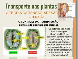 Transporte nas plantas
 TEORIA DA TENSÃO-ADESÃO-
             -COESÃO
      O CONTROLE DA TRANSPIRAÇÃO
      Controle da abertura dos estomas
                              Os estomas são muito
                                  importantes pois
                                 absorvem CO2! Se
                            estiverem sempre abertos
                                sairá muita água por
                               transpiração! Para os
                            estomas estarem abertos
                              as suas células guarda
                            tem de estar túrgidas! Em
                               solos muito secos, os
                                  estomas fecham!!
 