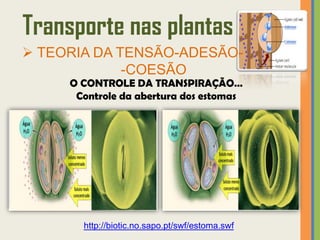 Transporte nas plantas
 TEORIA DA TENSÃO-ADESÃO-
             -COESÃO
     O CONTROLE DA TRANSPIRAÇÃO…
      Controle da abertura dos estomas




       http://biotic.no.sapo.pt/swf/estoma.swf
 