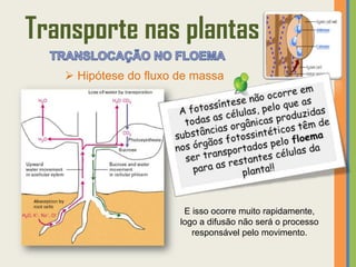 Transporte nas plantas
    Hipótese do fluxo de massa




                        E isso ocorre muito rapidamente,
                       logo a difusão não será o processo
                          responsável pelo movimento.
 