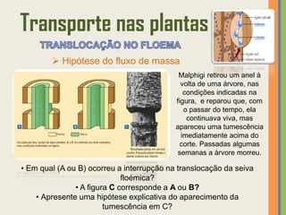 Transporte nas plantas
         Hipótese do fluxo de massa
                                            Malphigi retirou um anel à
                                             volta de uma árvore, nas
                                              condições indicadas na
                                           figura, e reparou que, com
                                              o passar do tempo, ela
                                               continuava viva, mas
                                           apareceu uma tumescência
                                             imediatamente acima do
                                             corte. Passadas algumas
                                            semanas a àrvore morreu.

• Em qual (A ou B) ocorreu a interrupção na translocação da seiva
                             floémica?
               • A figura C corresponde a A ou B?
    • Apresente uma hipótese explicativa do aparecimento da
                        tumescência em C?
 