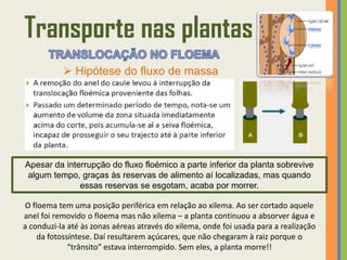 Transporte nas plantas
            Hipótese do fluxo de massa




Apesar da interrupção do fluxo floémico a parte inferior da planta sobrevive
algum tempo, graças às reservas de alimento aí localizadas, mas quando
              essas reservas se esgotam, acaba por morrer.

O floema tem uma posição periférica em relação ao xilema. Ao ser cortado aquele
anel foi removido o floema mas não xilema – a planta continuou a absorver água e
a conduzi-la até às zonas aéreas através do xilema, onde foi usada para a realização
    da fotossíntese. Daí resultarem açúcares, que não chegaram à raiz porque o
             “trânsito” estava interrompido. Sem eles, a planta morre!!
 