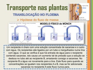 Transporte nas plantas
            Hipótese do fluxo de massa
                               MODELO FÍSICO de MÜNCH




       A           B            A          B            A          B



Um recipiente é cheio com uma solução concentrada de sacarose e o outro
com água. Os recipientes são ligados por um tubo e mergulhados numa tina
  com água. O que se verifica é que há entrada de água para o recipiente
contendo sacarose, isto causa um aumento tal de pressão que a solução se
  desloca no tubo até ao recipiente B, arrastando consigo a sacarose. No
 recipiente B a água vai novamente para a tina. Este fluxo para quando as
  concentrações se igualam nos recipientes A e B, mas se for adicionada
              sacarose no recipiente A este fluxo nunca para.
 