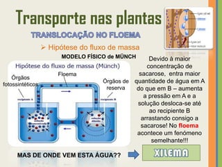 Transporte nas plantas
                   Hipótese do fluxo de massa
                       MODELO FÍSICO de MÜNCH      Devido à maior
                                                  concentração de
                      Floema                   sacarose, entra maior
    Órgãos
                                   Órgãos de quantidade de água em A
fotossintéticos
                                    reserva   do que em B – aumenta
                                                 a pressão em A e a
                                              solução desloca-se até
                                                   ao recipiente B
                                                arrastando consigo a
                                                sacarose! No floema
                                              acontece um fenómeno
                                                    semelhante!!!

      MAS DE ONDE VEM ESTA ÁGUA??
 