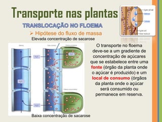 Transporte nas plantas
    Hipótese do fluxo de massa
    Elevada concentração de sacarose
                                        O transporte no floema
                                      deve-se a um gradiente de
                                       concentração de açúcares
                                     que se estabelece entre uma
                                     fonte (órgão da planta onde
                                      o açúcar é produzido) e um
                                      local de consumo (órgãos
                                        da planta onde o açúcar
                                          será consumido ou
                                        permanece em reserva.



    Baixa concentração de sacarose
 
