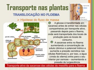 Transporte nas plantas
         Hipótese do fluxo de massa
                                   1     A glicose é transformada em
                                  sacarose antes de entrar nas células
                                   companheiras por transporte ativo,
                                     passando depois para o floema,
                                  onde será transportada dos locais de
                                        produção para os locais de
                                                 consumo.
                                      2 A sacarose entra no floema
                                      aumentando a concentração de
                                   soluto (diminui o potencial hídrico e
                                     aumenta a pressão osmótica nas
                                  células floémicas) e, por isso, a água
                                    (vinda do xilema) entra para o seu
                                  interior por osmose – aumentando a
                                         pressão de turgescência.
Transporte ativo da sacarose das células do mesófilo para o floema
 