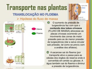 Transporte nas plantas
    Hipótese do fluxo de massa
                        3    O aumento da pressão de
                            turgescência faz com que o
                          conteúdo dos tubos crivosos
                        (FLUXO DE MASSA) atravesse as
                           placas crivosas ocorrendo um
                          movimento das zonas de maior
                        pressão para as de menor pressão
                       de turgescência (daí a seiva circular
                       sob pressão, tal como se previu com
                               a análise dos afídeos).

                        4 A sacarose sai do floema (por
                          transporte ativo e passa para as
                       células dos órgãos de reserva onde é
                         convertida em amido ou glicose. A
                       água também sai do floema e diminui
                             a pressão de turgescência.
 