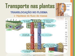 Transporte nas plantas
    Hipótese do fluxo de massa
 