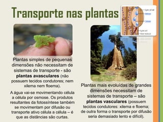 Transporte nas plantas


Plantas simples de pequenas
dimensões não necessitam de
 sistemas de transporte - são
  plantas avasculares (não
possuem tecidos condutores; nem
      xilema nem floema).               Plantas mais evoluídas de grandes
A água vai-se movimentando célula            dimensões necessitam de
 a célula por osmose. Os produtos          sistemas de transporte – são
resultantes da fotossíntese também         plantas vasculares (possuem
   se movimentam por difusão ou          tecidos condutores: xilema e floema;
 transporte ativo célula a célula – é   de outra forma o transporte por difusão
    que as distâncias são curtas.           seria demasiado lento e difícil).
 